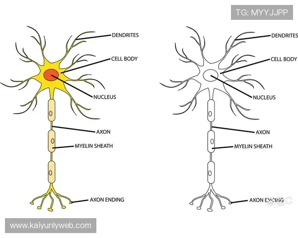 开云体盲:从神经科学角度解析开云体盲的产生原因 开云体盲:从神经科学角度解析开云体盲的产生原因